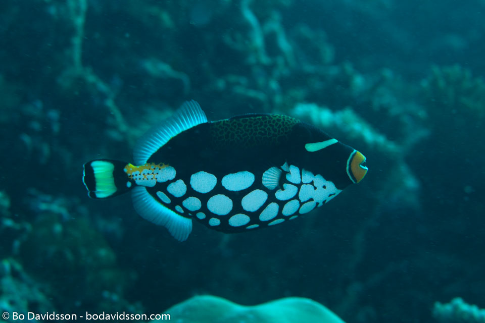 BD-130711-Maldives-0210-Balistoides-conspicillum-(Bloch---Schneider.-1801)-[Clown-triggerfish.-Leopardtryckarfisk].jpg